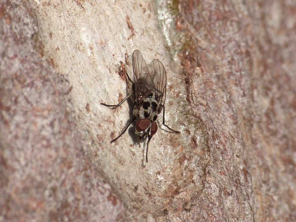 Maschio Anthomyia, gruppo pluvialis